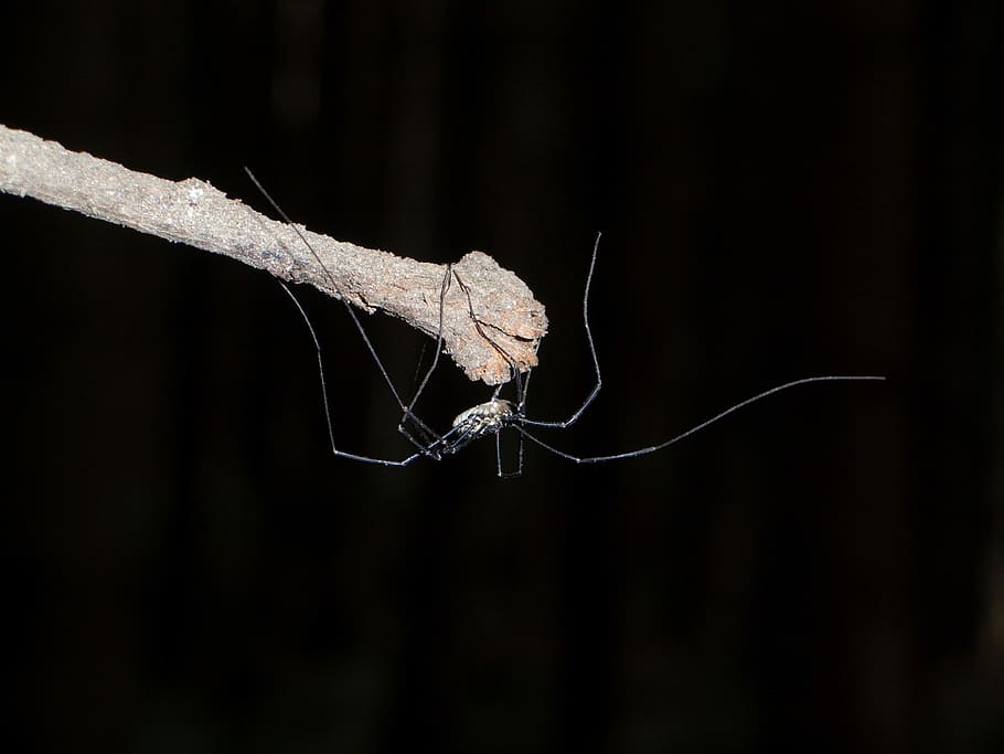 Spider, Weber, Servant, Macro, weber servant, one animal, spider web HD wallpaper