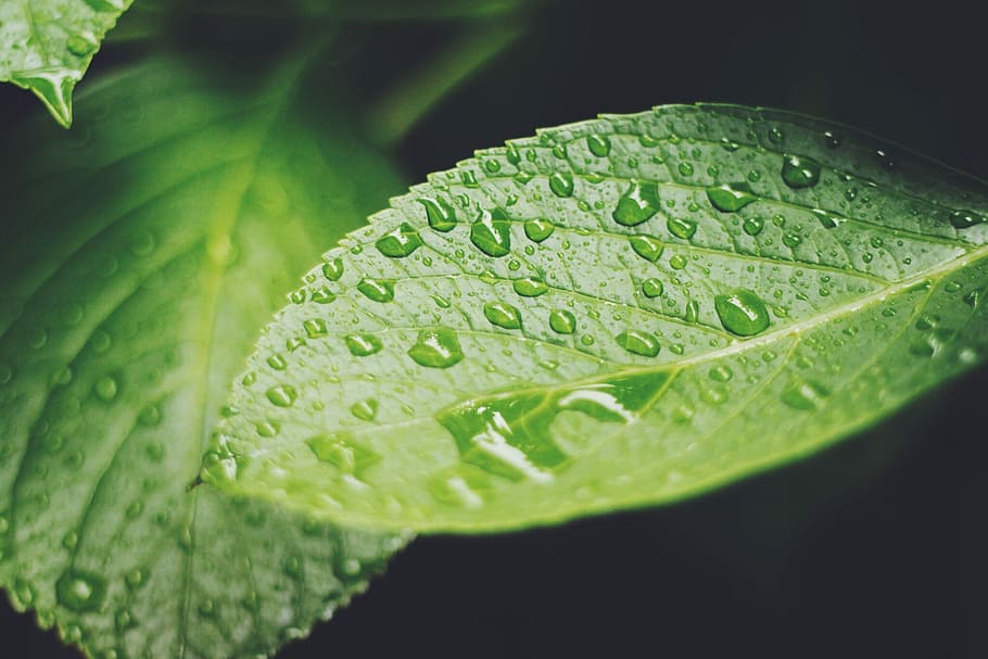 leaf with water drops in bloom, nature, dew, plant, raindrop HD wallpaper