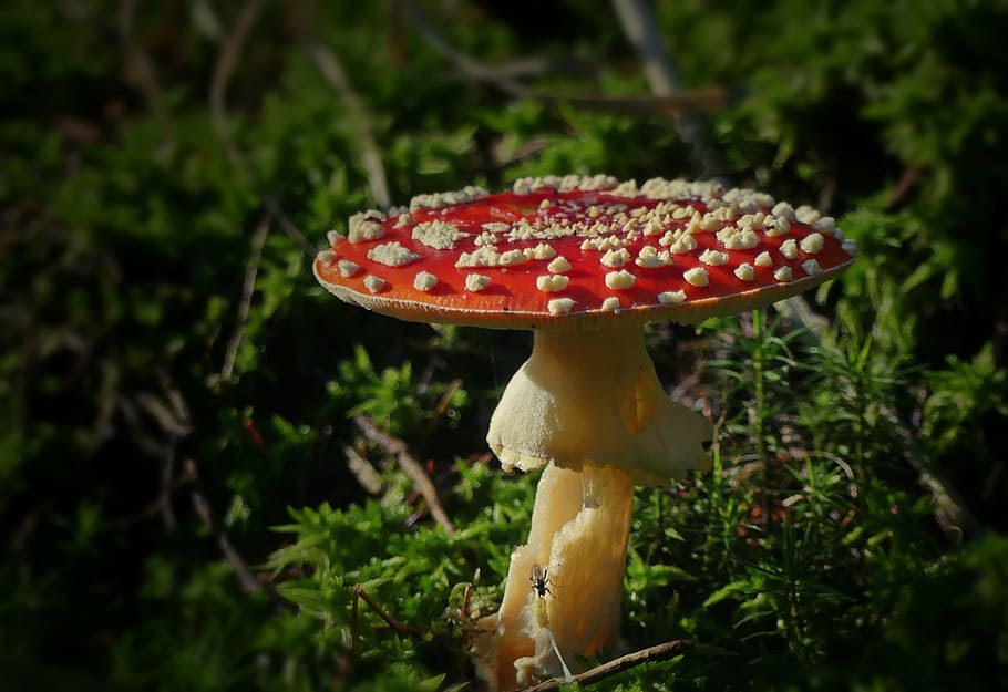 red and yellow mushroom on green grass, fly agaric, toxic, forest HD wallpaper