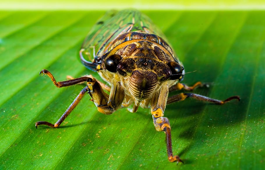 insect, new insect, whopper, close, animal themes, animal wildlife HD wallpaper