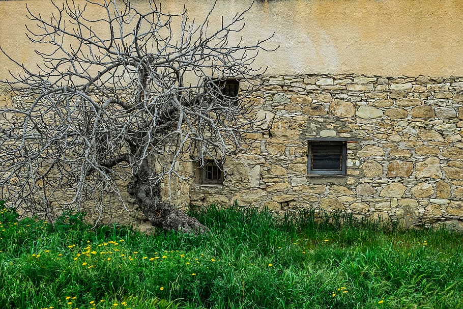 tree, old, wall, stone, nature, decay, antithesis, plant, architecture HD wallpaper