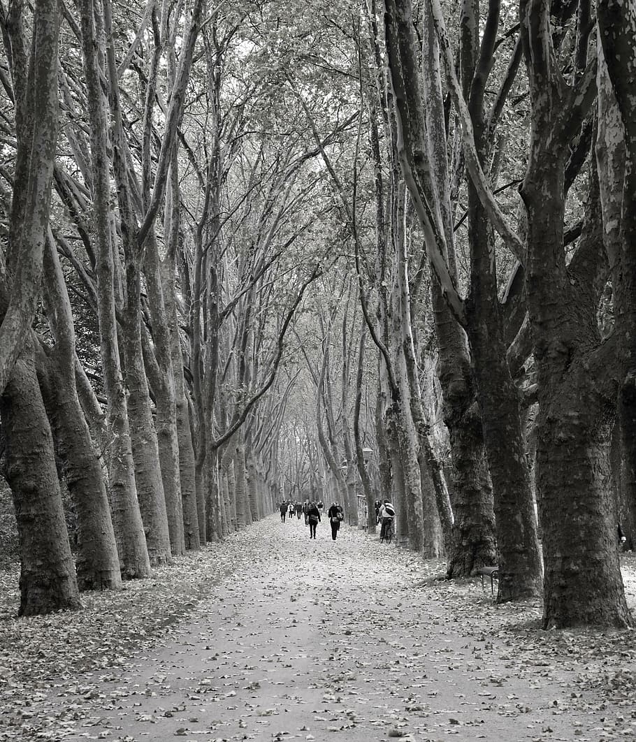 avenue, trees, human, away, road, hemming, trellis, autumn, HD wallpaper