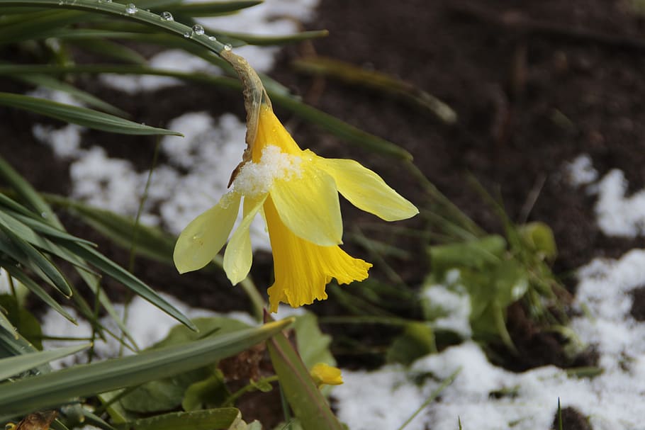 nature, flower, flora, leaf, season, daffodil, spring, snow HD wallpaper