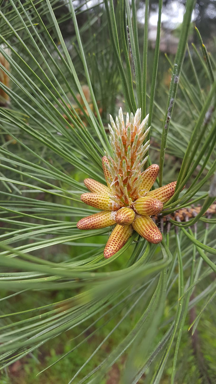 fir tree, dennenvrucht, forest, nature, plant, growth, close-up HD wallpaper