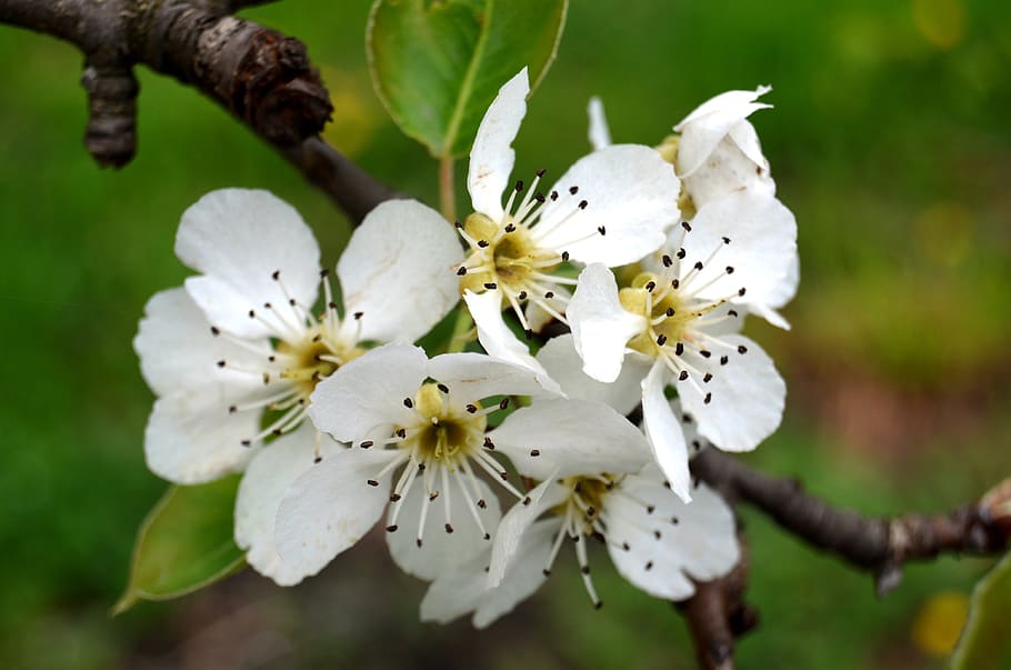 Flower, Spring, Blossom, Bloom, Petal, nature, cherry, garden HD wallpaper