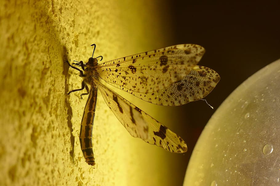 Insect, Evening, Yellow, Nature, Summer, macro, close-up, animal themes HD wallpaper