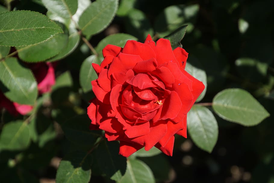 rose, samba, rosaceae, red, purple, velvet, blossom, bloom HD wallpaper