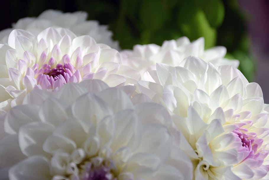 nature, spring, white flower, flowering plant, petal, beauty in nature HD wallpaper