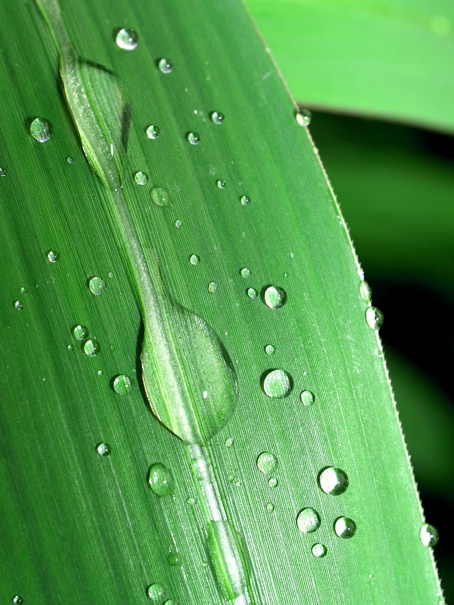 water, drops, leaf, grass, green, dew, rain, closeup, life HD wallpaper