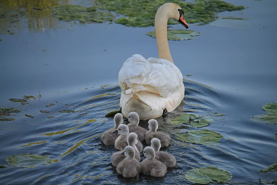 swan chicken