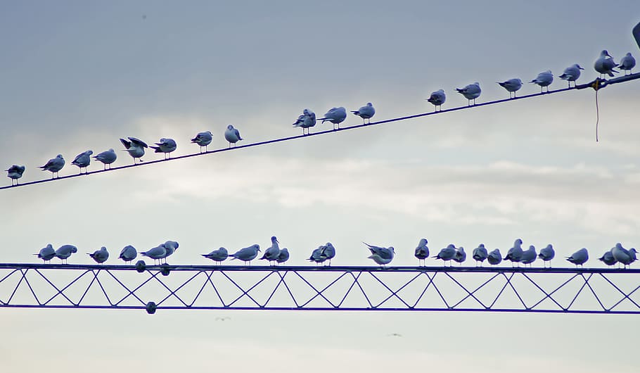 Birds, Wire, Day, Sky, Clouds, Animal, nature, cable, outdoors HD wallpaper