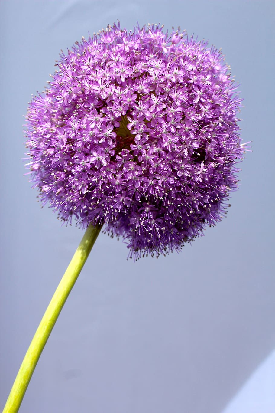 allium, purple, ball, flower, close, blossom, bloom, ornamental onion HD wallpaper