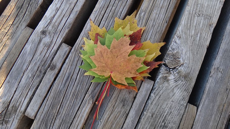leaf, fall, nature, wood - material, plant part, autumn, close-up HD wallpaper