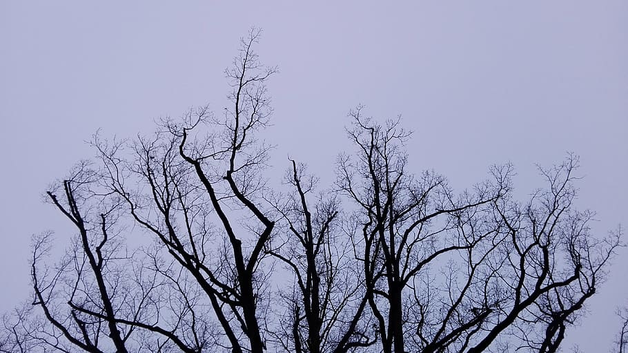 tree, winter, sky, branch, silhouette, bare tree, low angle view HD wallpaper
