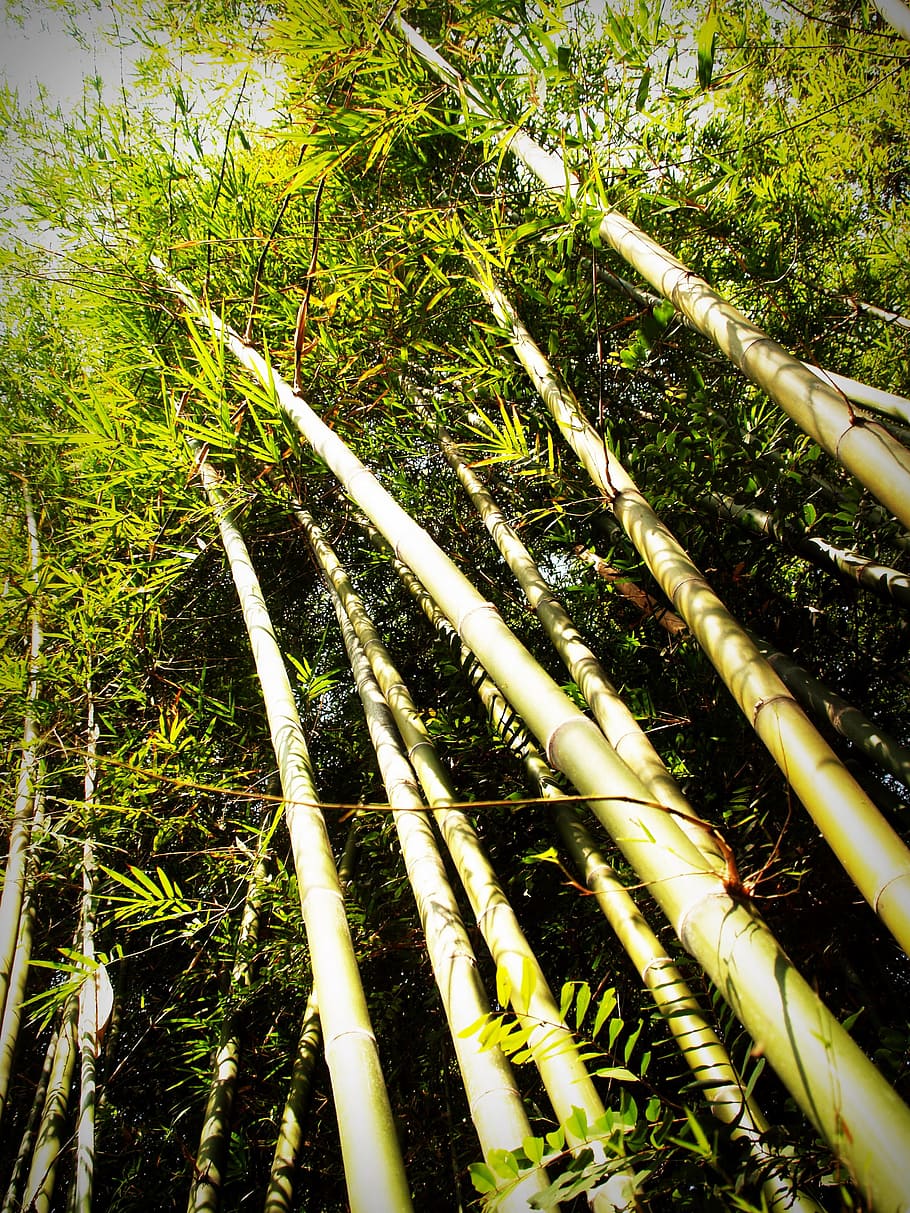 nature, leaves, bamboo, plants, bright, color, daylight, environment HD wallpaper