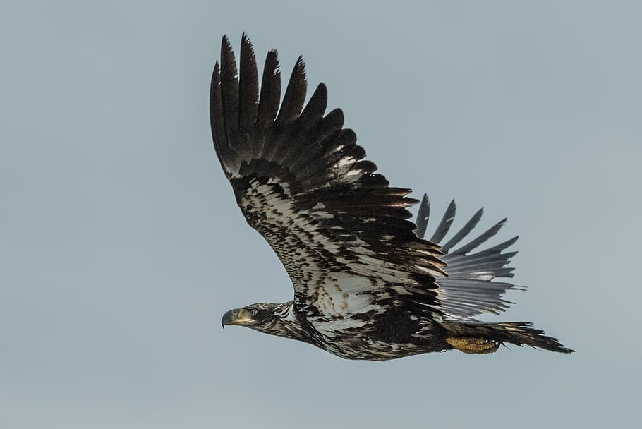low-angle photography of flying black and white eagle, photo of brown and white eagle HD wallpaper