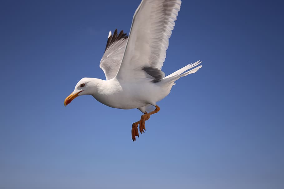 seagull, sky, blue, bird, ave, clouds, fly, wings, flight, birds HD wallpaper