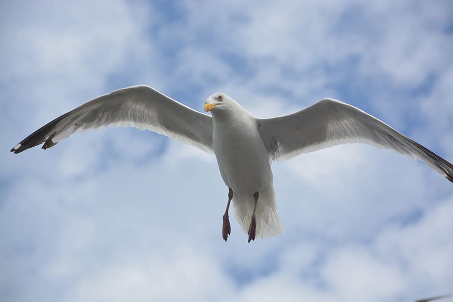gull, stolen, wings, bird, sea, nature, bird flight, dom, white seagull HD wallpaper