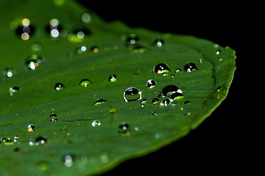 Close Photograpy of Leaf With Water Drop, close-up, dew, green HD wallpaper