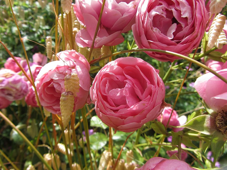 pink, flower, rosebush, plant, beauty in nature, flowering plant HD wallpaper