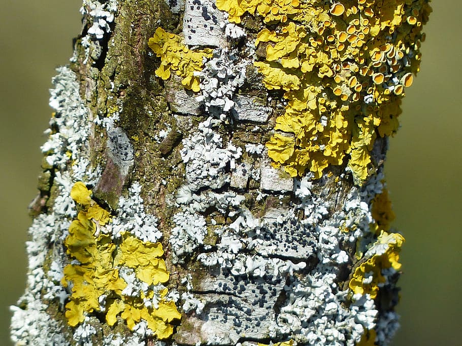 white and yellow fungi, lichen, schuesselflechte, leaf braid