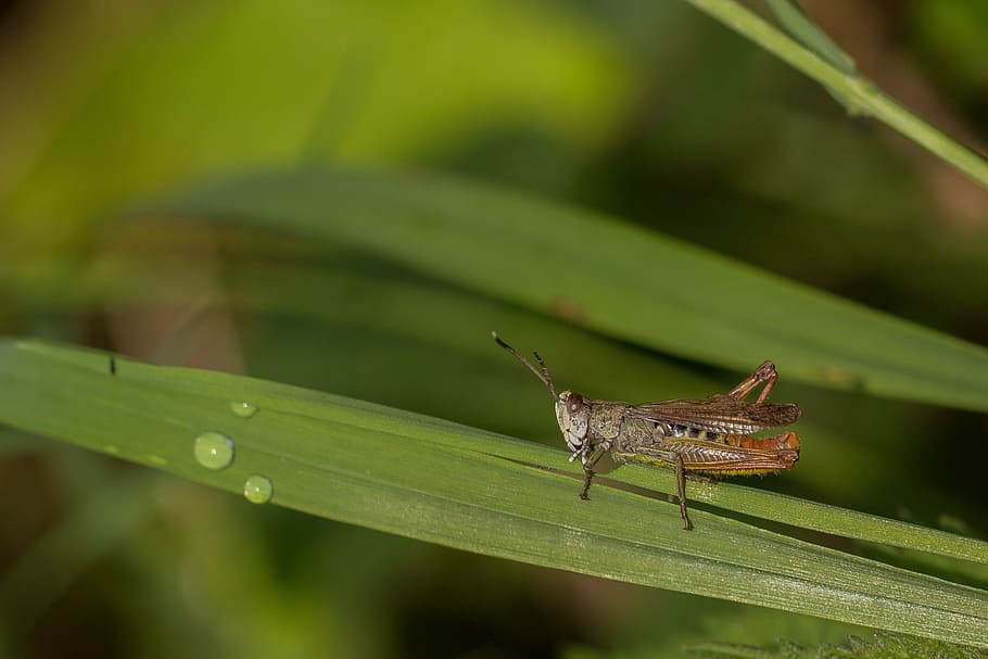 grasshopper, forest, meadow, insect, close, macro, nature, caelifera HD wallpaper