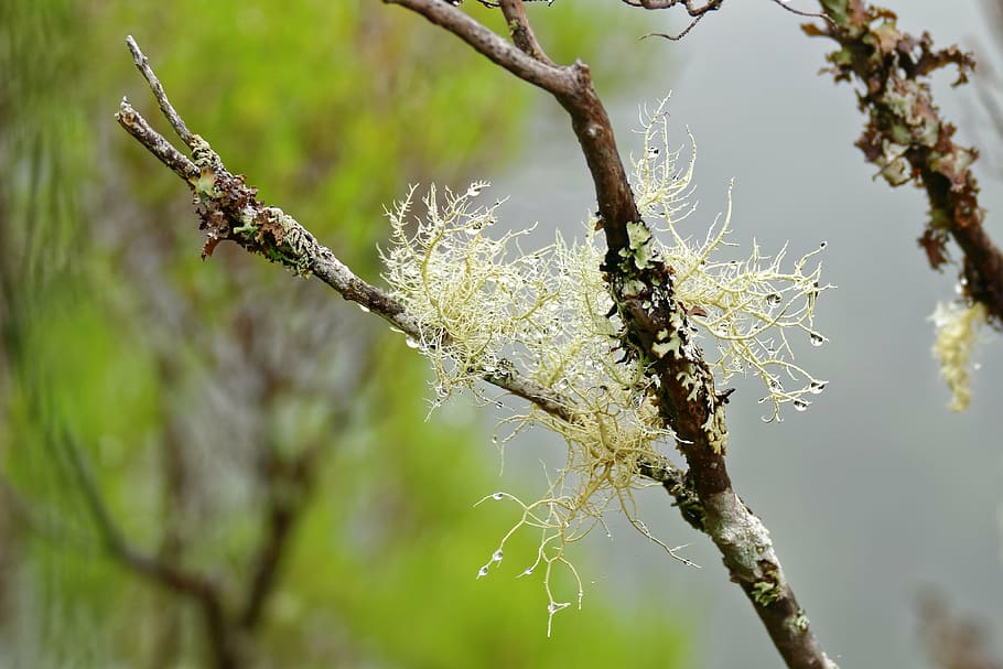 lichen, tree, drip, branch, nature, fouling, forest, no people HD wallpaper