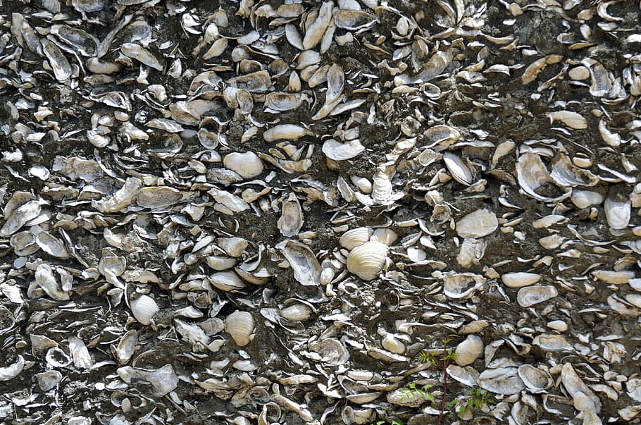 wall, background, backdrop, shells, historic, st augustine HD wallpaper