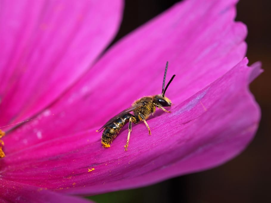 flower, insect, wasp, bug, invertebrate, one animal, animal wildlife HD wallpaper
