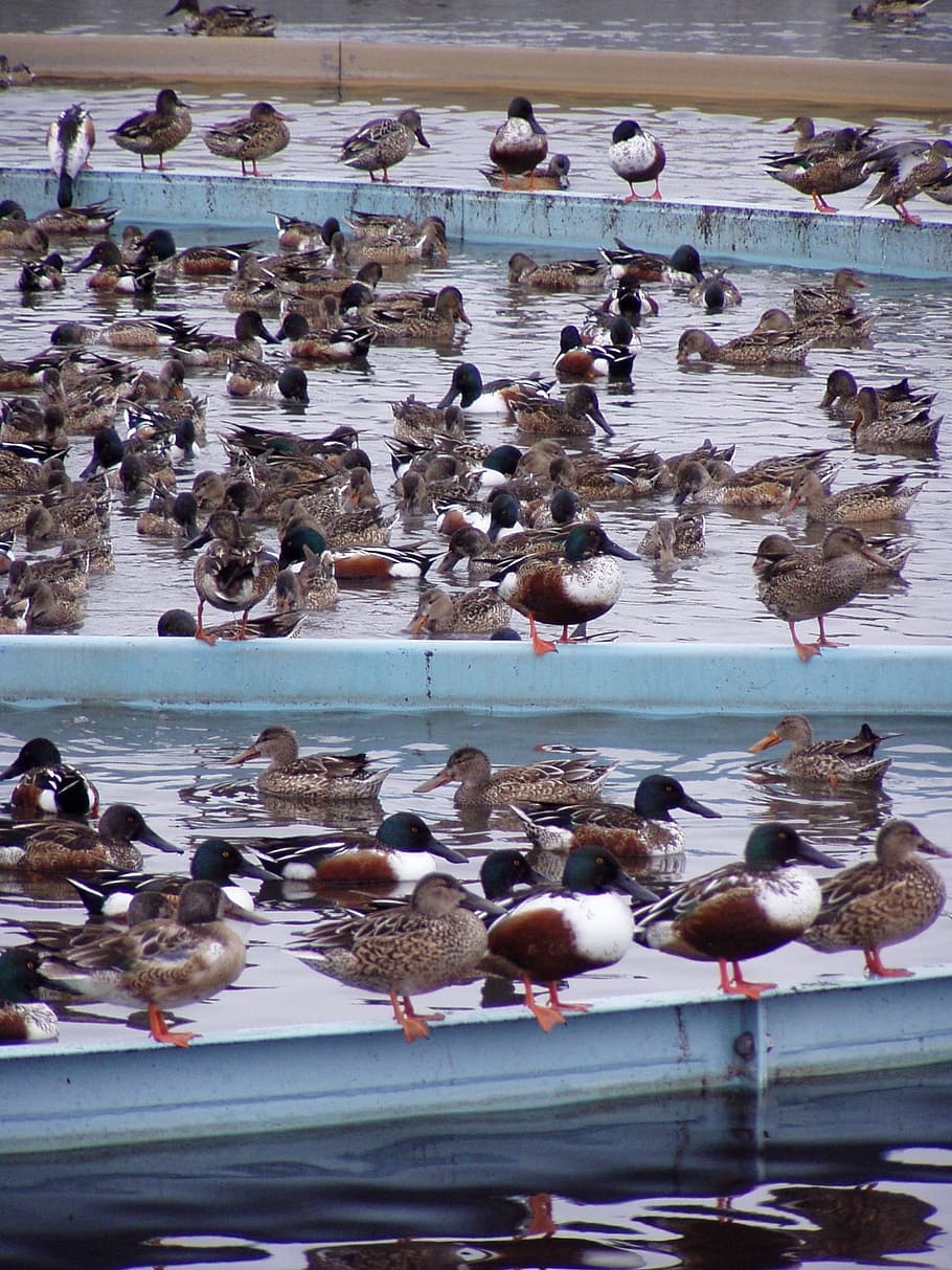 ducks, industrial, waterway, animals in the wild, large group of animals HD wallpaper