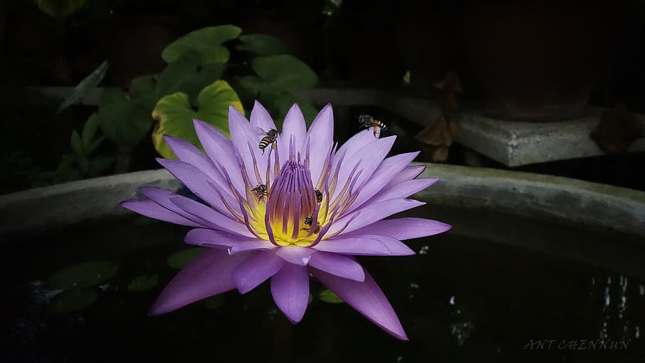 lotus, nature, fresh, flower, flowering plant, freshness, petal HD wallpaper