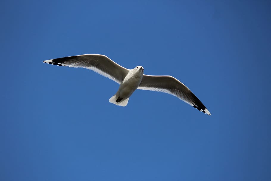 Seagull, Bird, Flying, Flight, Sky, clouds, wildlife, nature HD wallpaper