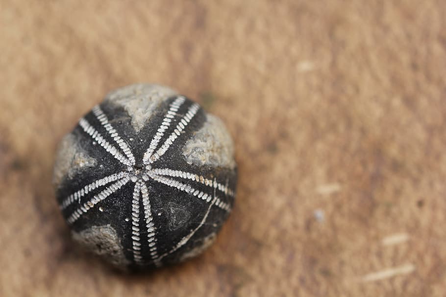 HD wallpaper: gray and black stone, fossil, fossils, sea urchins