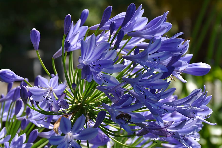 shallow focus photography of purple flowers, blue, summer, bloom HD wallpaper