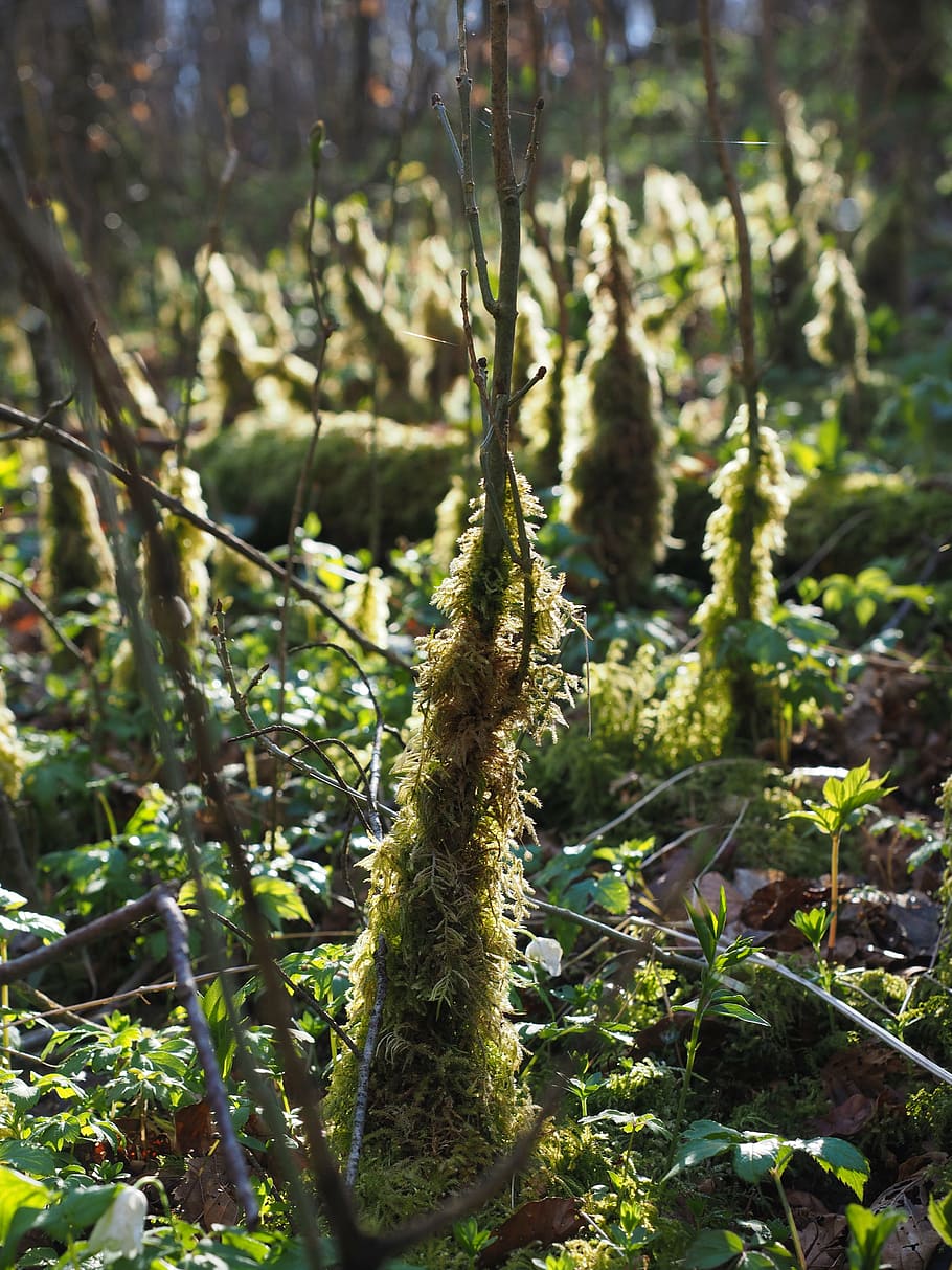 moss, bemoost, back light, forest floor, moss growth, fouling HD wallpaper