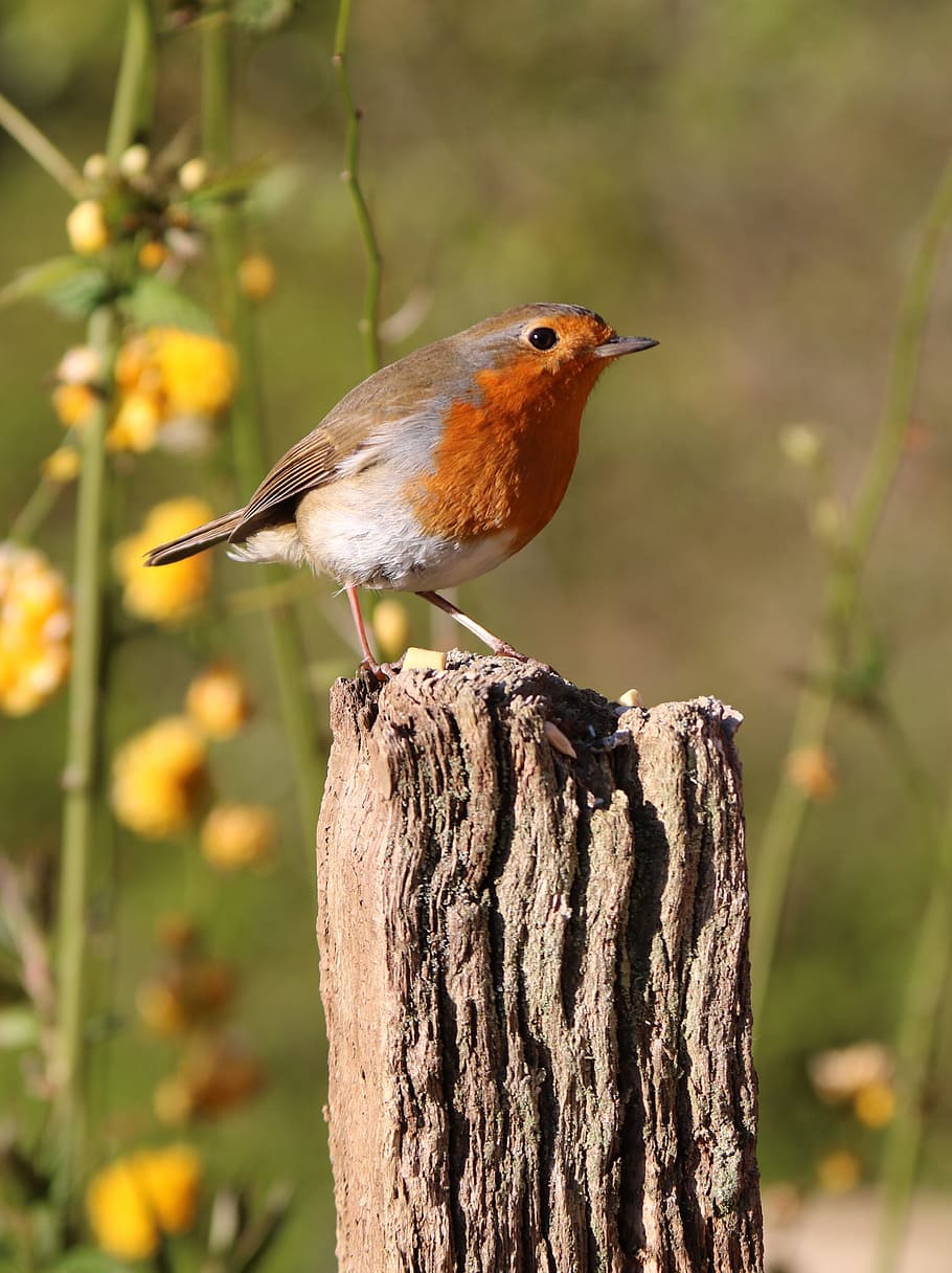 Robin, Post, Flowers, Bird, Nature, red, wildlife, songbird