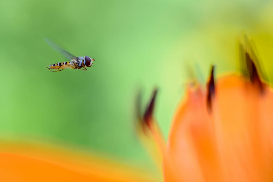 macro photography of bee, selective focus photography of hoverfly flying near orange flower HD wallpaper