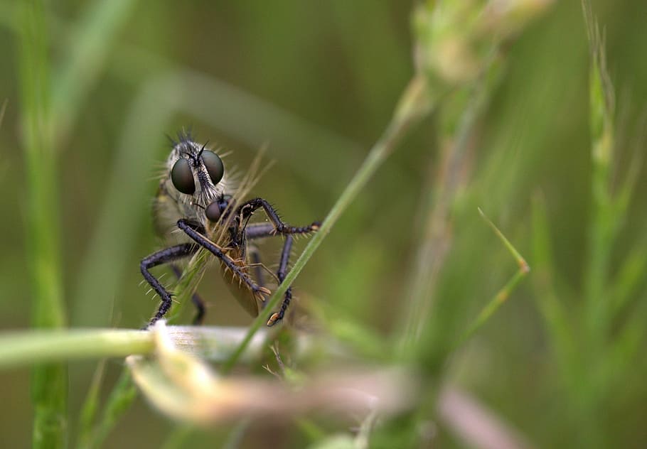 insecta, prey, food, macro, panda, nature, animal, wildlife HD wallpaper