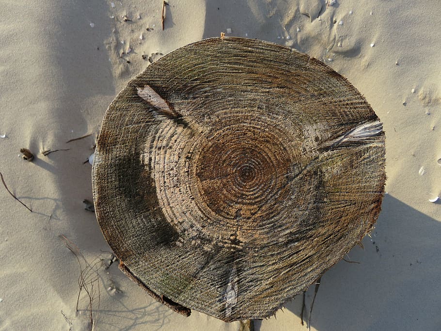 annual rings, tree, sand, tribe, structure, sawed off, age HD wallpaper