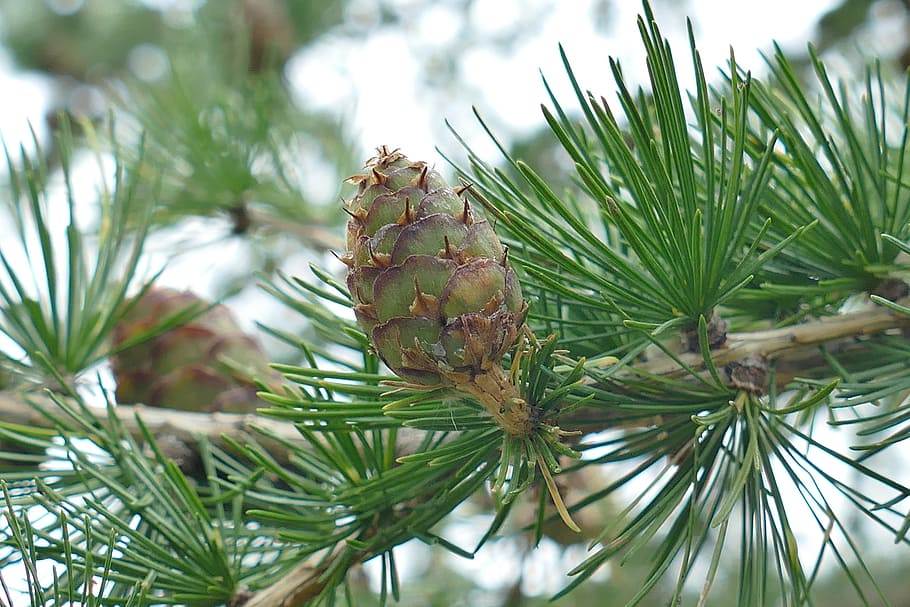 Tap, Larch, Nature, Branch, Macro, pine cones, forest, pine tree HD wallpaper