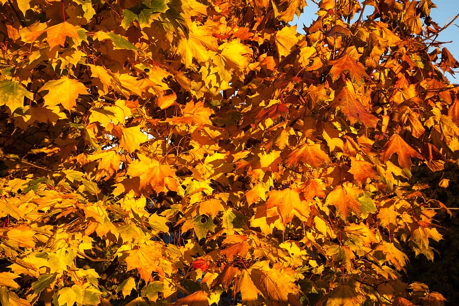 fall, leaves, orange, yellow, autumn, season, colored, fruit HD wallpaper