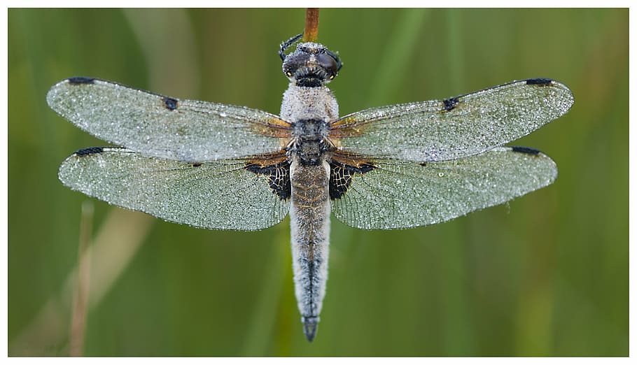 selective focus photography of gray and brown dragonfly on plant stem HD wallpaper