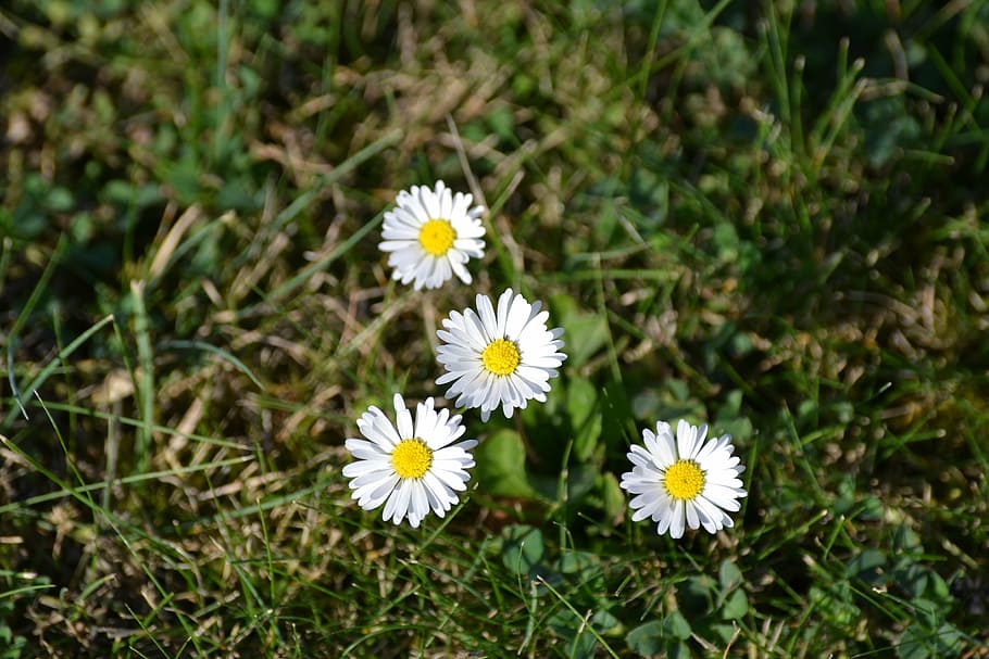 rush, daisy, nature, garden, close, flowers, weed, flowering plant HD wallpaper