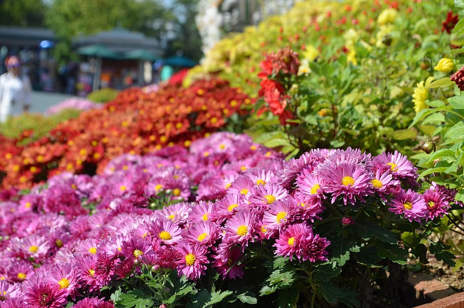 plants, nature, flowers, flowering plant, beauty in nature HD wallpaper