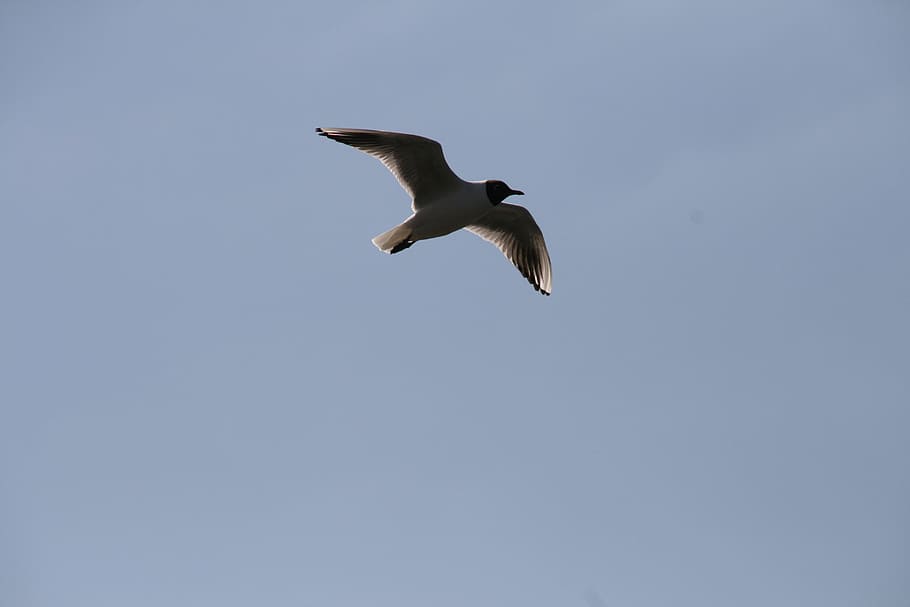 Seagull, Fly, Freedom, Nature, blue, bird, wildlife, white HD wallpaper