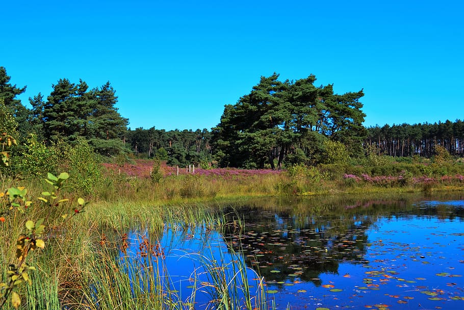 heide, ven, moorland, water, plant, tree, tranquility, reflection HD wallpaper