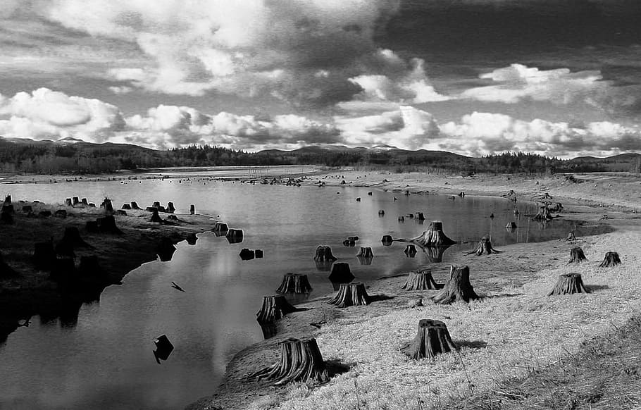 Grayscale Photo of Cut Down Trees, black-and-white, clouds, grass HD wallpaper