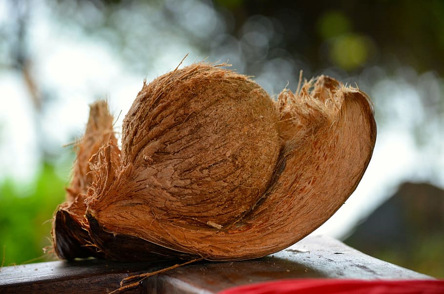 coconut, paradis, thailand, nature, food, food and drink, close-up HD wallpaper