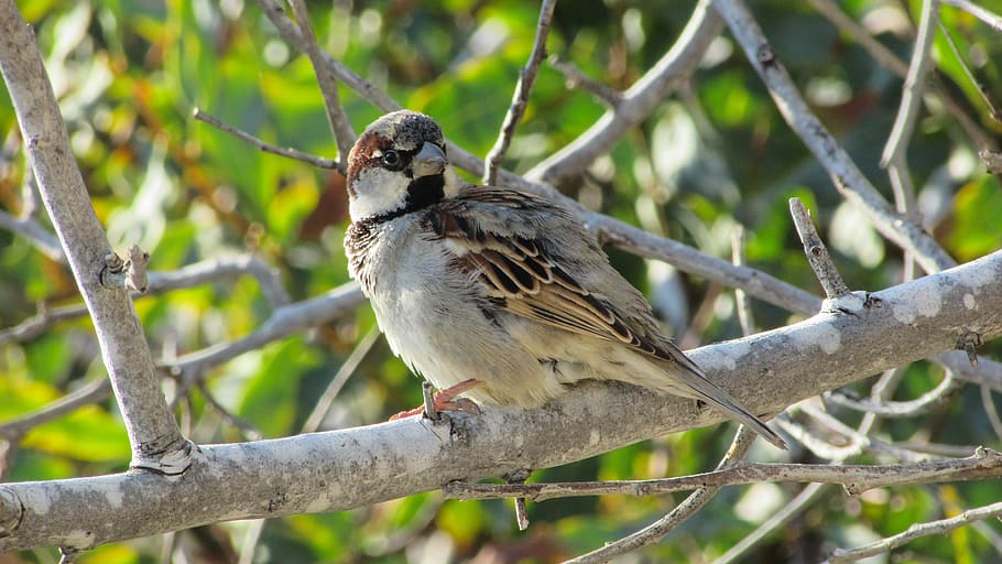 cyprus, sparrow, bird, tree, animal wildlife, animals in the wild HD wallpaper