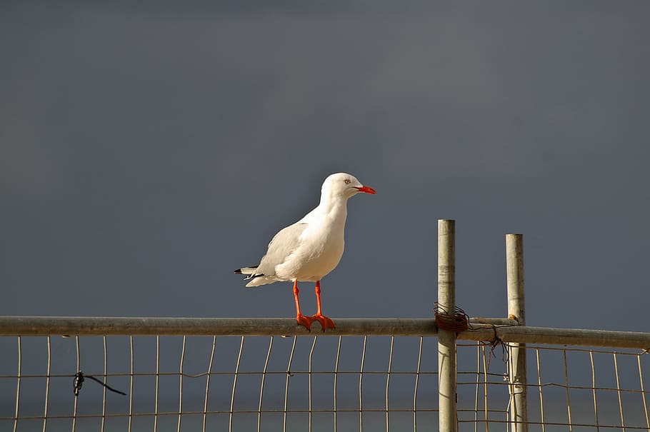 silver gull, seabird, perched, white, red feet, fence, sky HD wallpaper